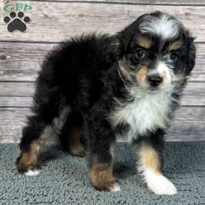 Lennon, Mini Aussiedoodle Puppy